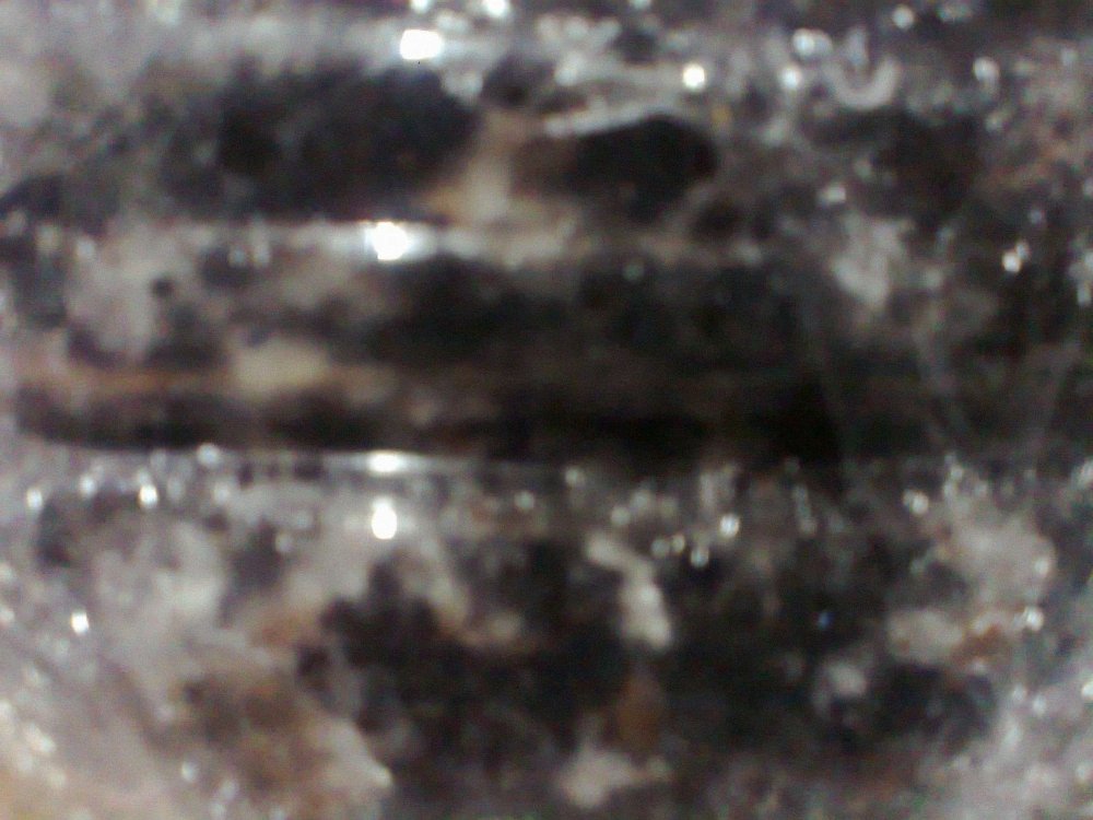 1335539239_0467.thumb.jpg.69963a9e7c26b6a7a1255fee08067be1.jpg
