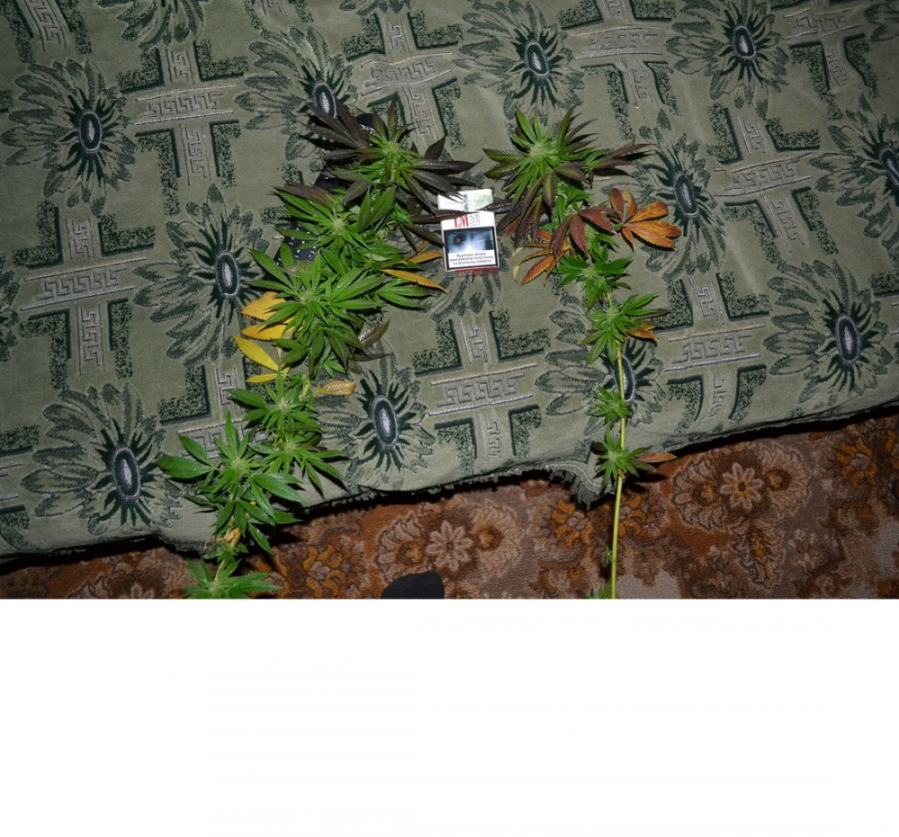 175590846_.thumb.png.808fcc8d16efb80b9ca63915d4e14e7f.png