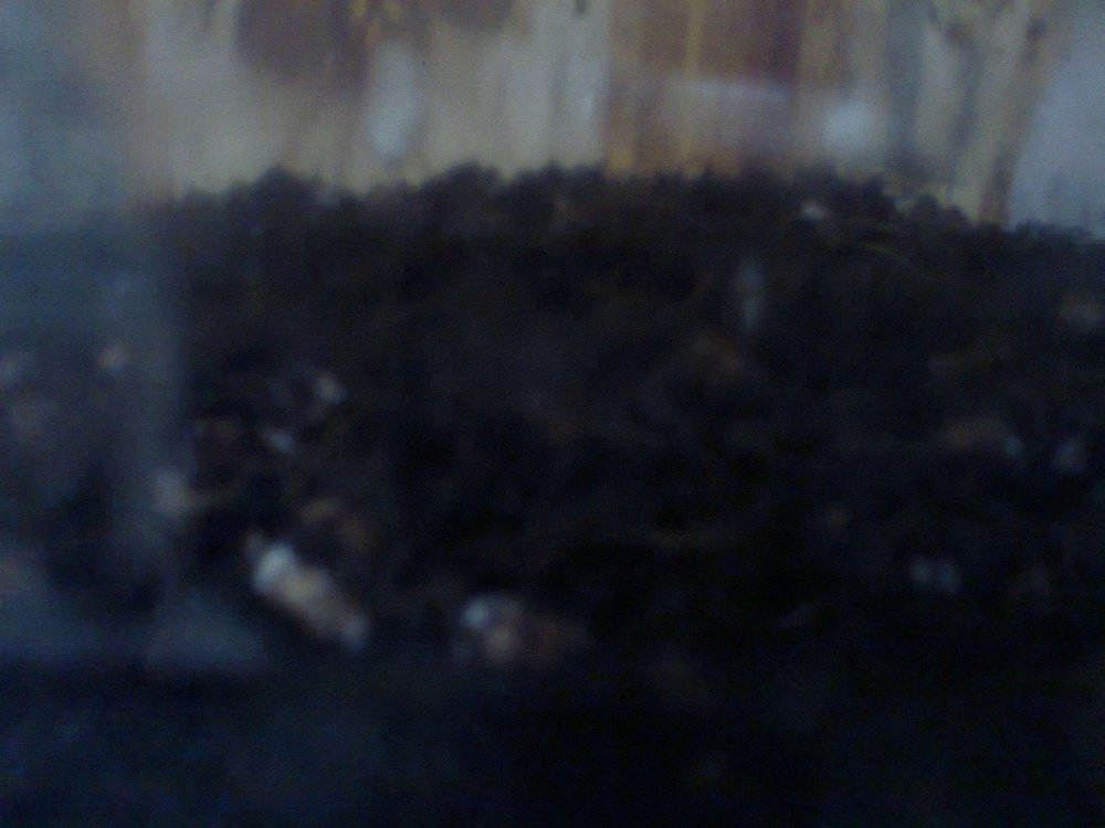 1918008541_0462.thumb.jpg.7e1ab263c79a43fd61cc2a91ef2fdd9e.jpg