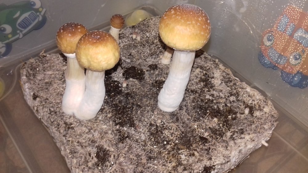 20181115_101020.jpg