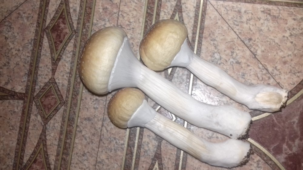 20181115_210924.jpg