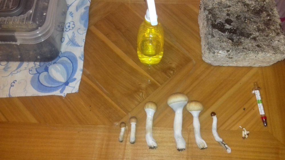 20181115_211749.jpg