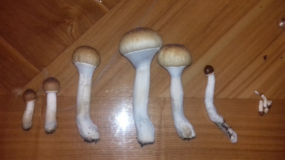 20181115_211823.jpg