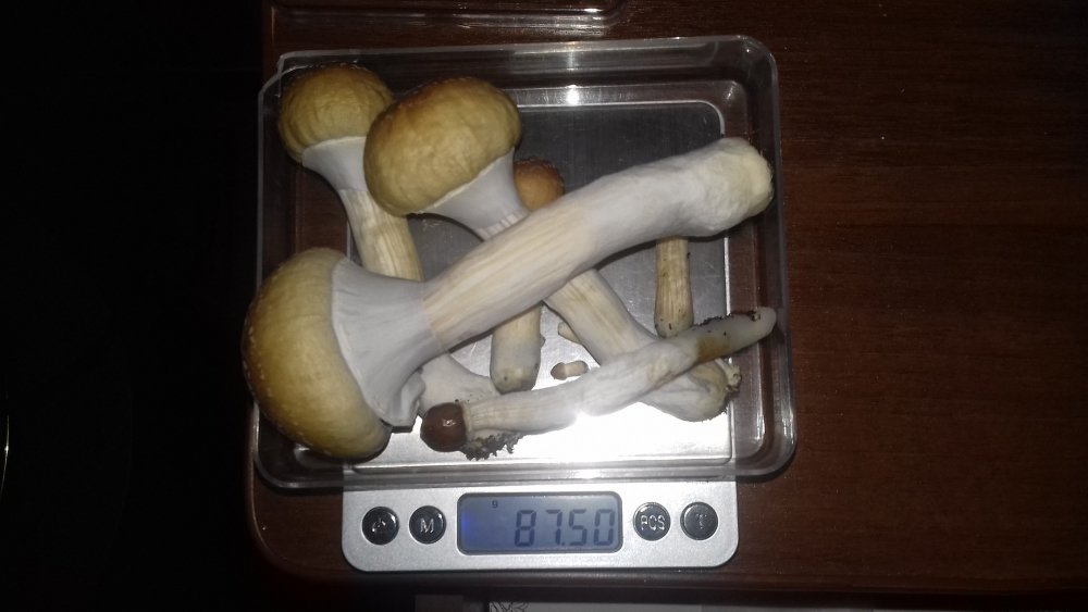 20181115_212033.jpg