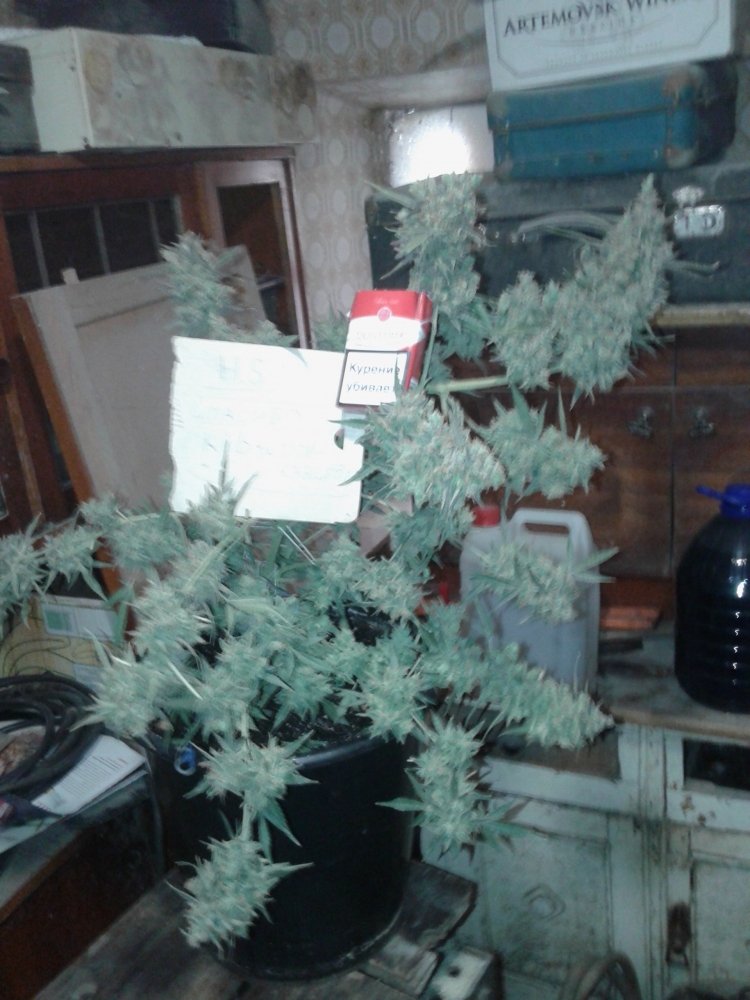 20181121_103838.thumb.jpg.095c1bdb57fc6819668e90f27badc235.jpg