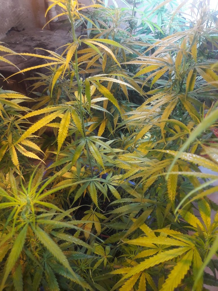 20181127_070347-min.jpg