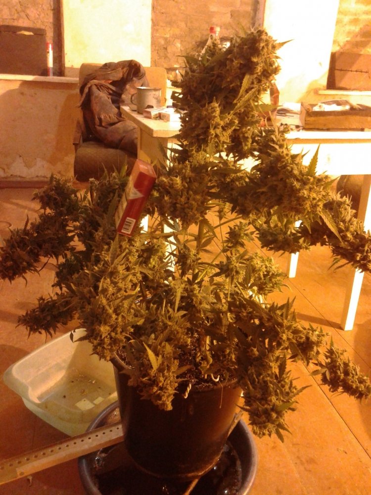 20181127_120613.jpg