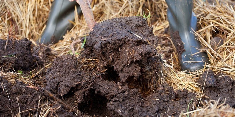 organic fertilizer.jpg