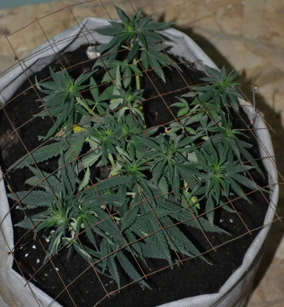 2082532907_Purpleafgankush.thumb.JPG.f4e6e284c6d327866282c2661d79e105.JPG