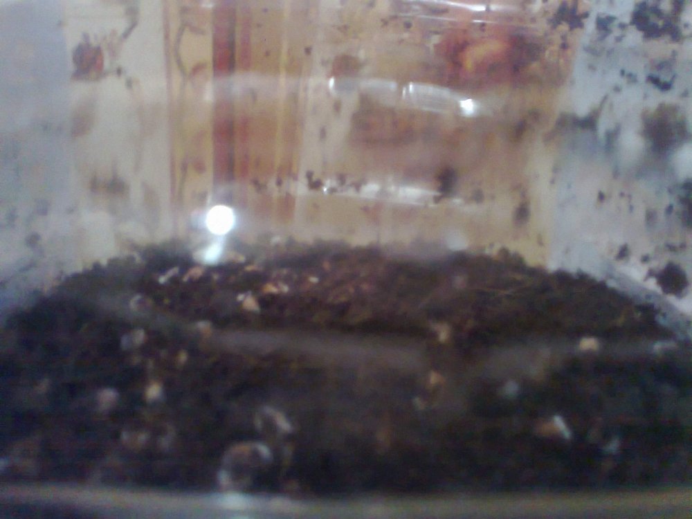 211126902_0451.thumb.jpg.fdc1eff80fa00986cc41624ec6ddad22.jpg