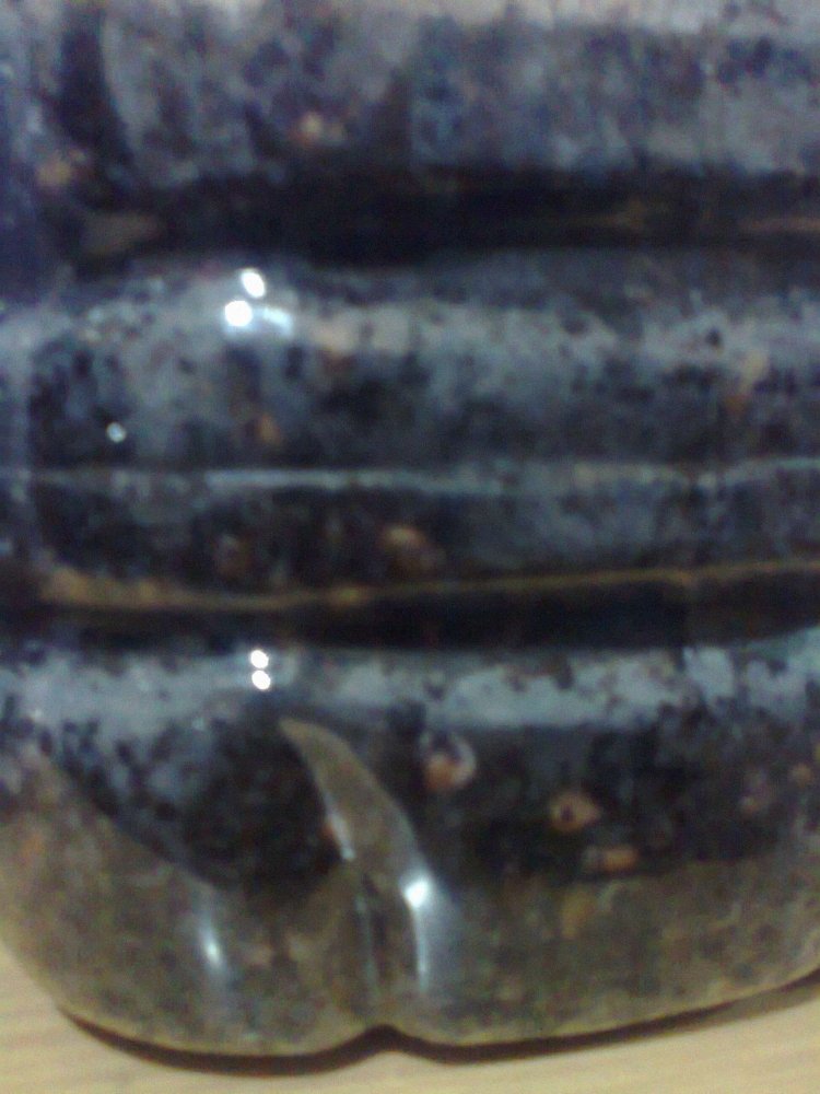235694374_0464.thumb.jpg.fdb9c0804c75d39bef77dd0032eaa65c.jpg
