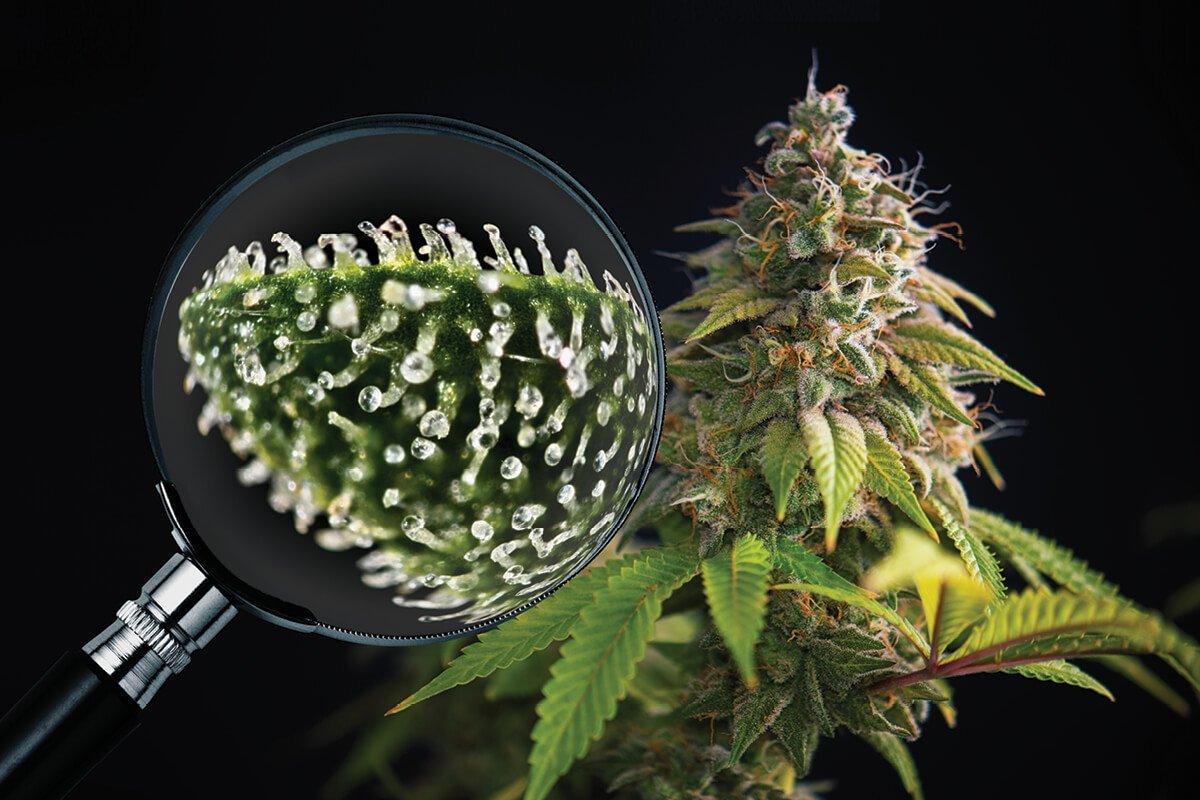 Как собирать урожай марихуаны растишка канабис фото