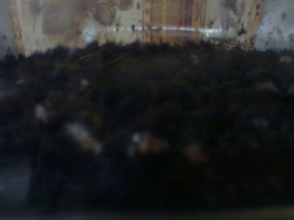 321087091_0461.thumb.jpg.70c454bccefe39564f84e022934bf488.jpg