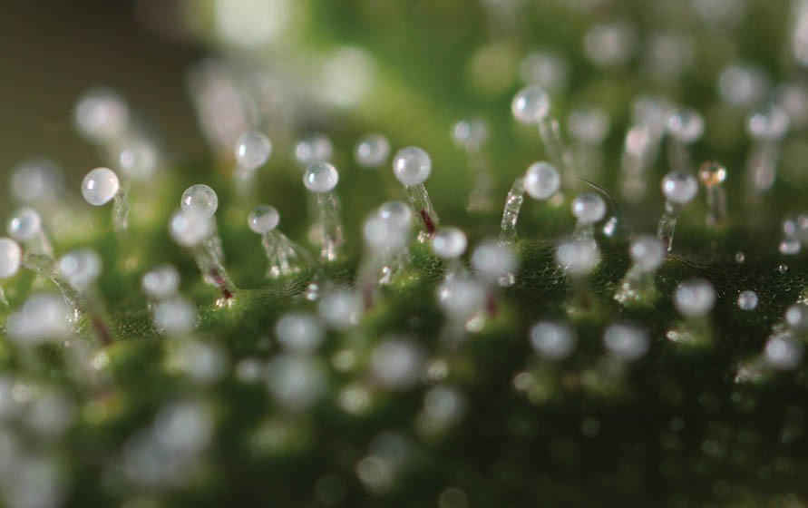 right trichomes.jpg