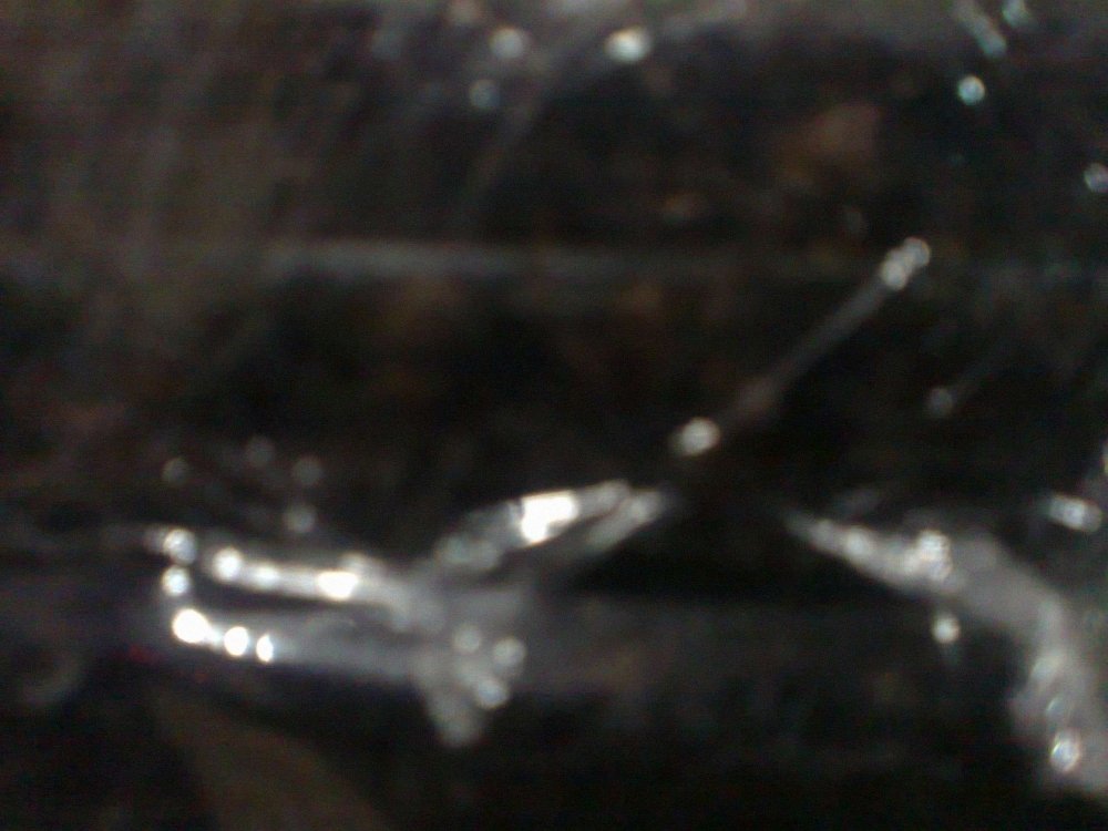366341193_0465.thumb.jpg.ff221e938ed4c8595ae6dd3b13c4e0ae.jpg
