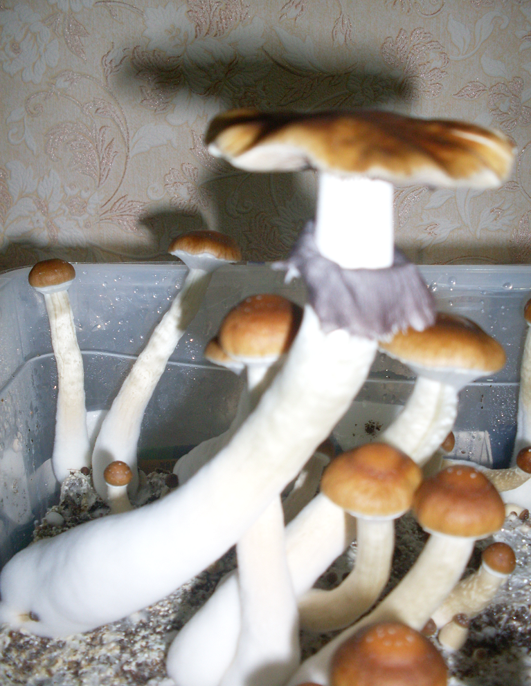 53.thumb.png.29254ba8b2be91c4d3b749b6117bb5d0.png