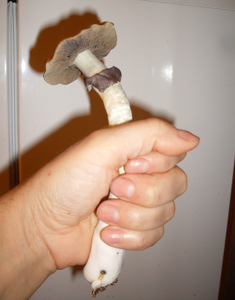 55.thumb.png.ccd2f802e1441efa82861d83195853c8.png