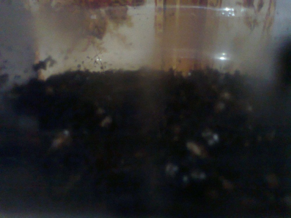 683427537_0460.thumb.jpg.fd1f018eb82cc5f2463f61afc67e895b.jpg