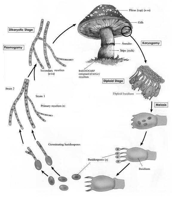 691952730-life-cylce-mushroom.thumb.jpg.14052805f9c75db3bf2b3d0c2cbda565.jpg
