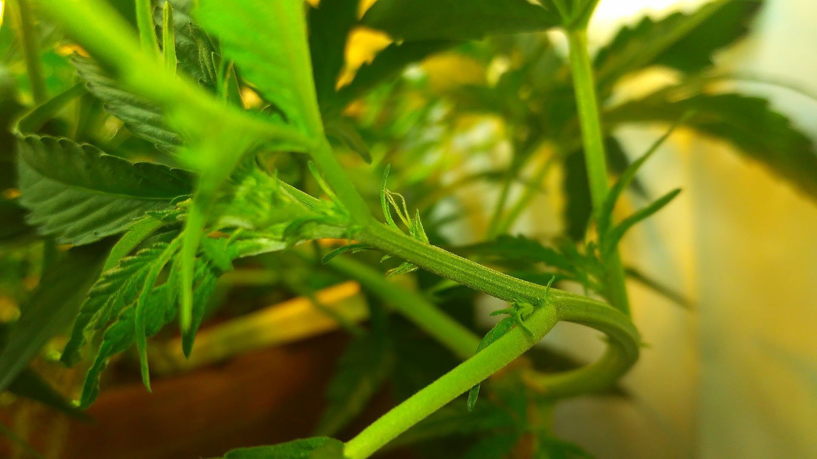 708114737_-.jpg.d628e7dd0fc4482a67e575916dc25215.jpg