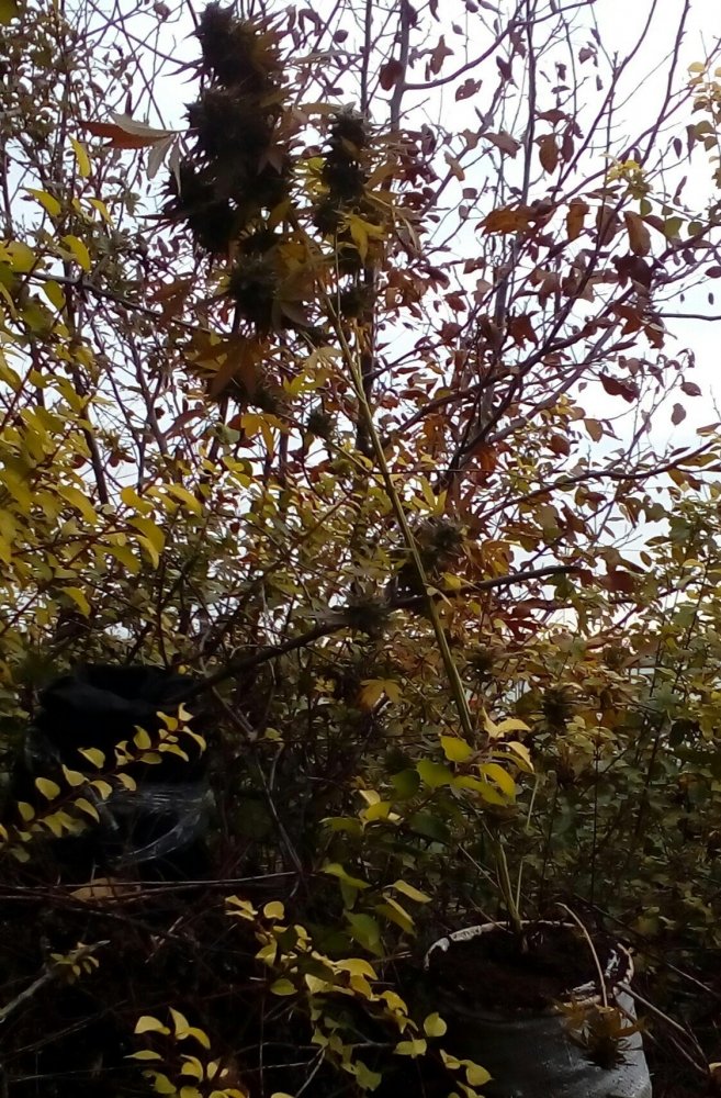 P_20181105_103549_1.jpg