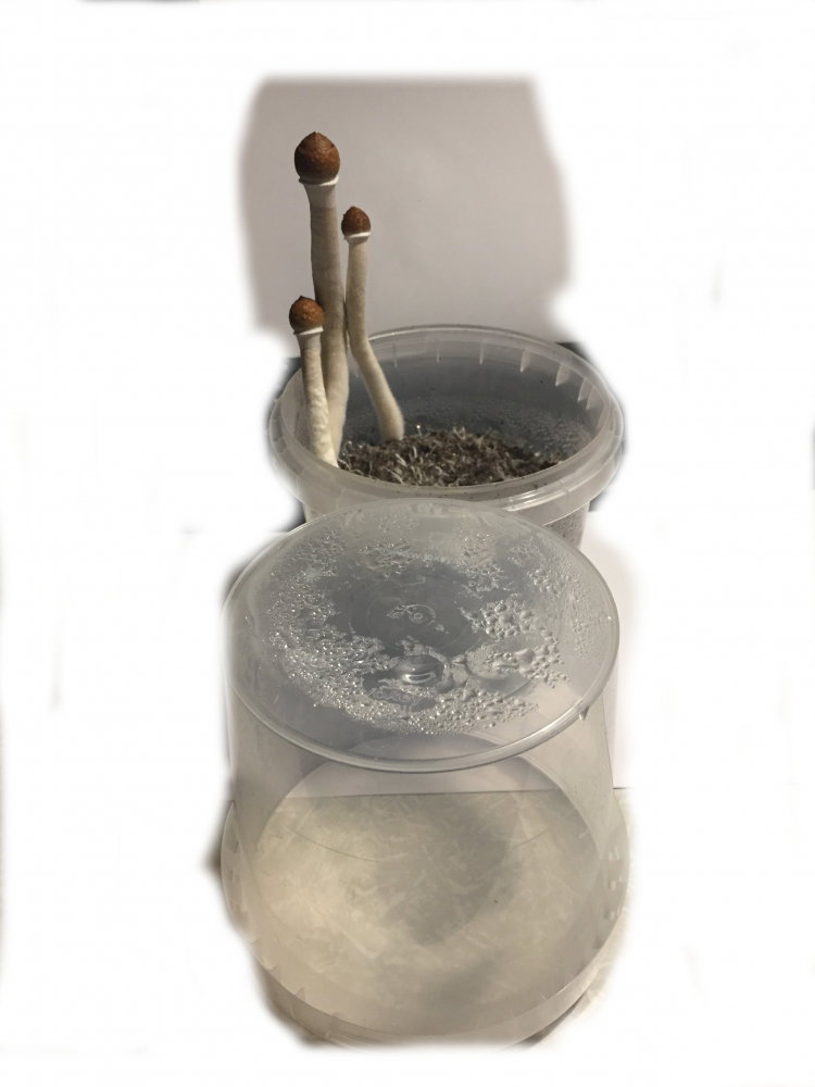 b2v1-2.JPG.08b8805e43aa07ed3a9b24635a0994b4.thumb.JPG.fda268050daf623258e5afb19356e8f1.JPG