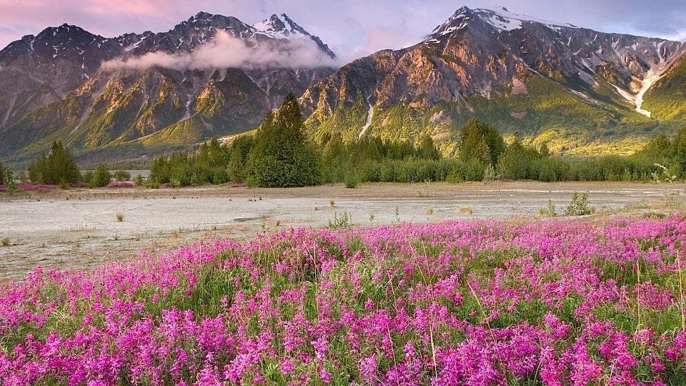 gori-derevya-rozovie-cveti.960x540.thumb.jpg.ec044a4fa9751b176b77bd609444750a.jpg