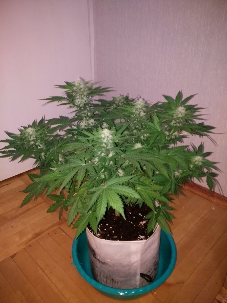 imgonline-com-ua-dexifFgsxwEMDEzBu.thumb.jpg.39a8794725de02cc6aa3d9b33f75a676.jpg