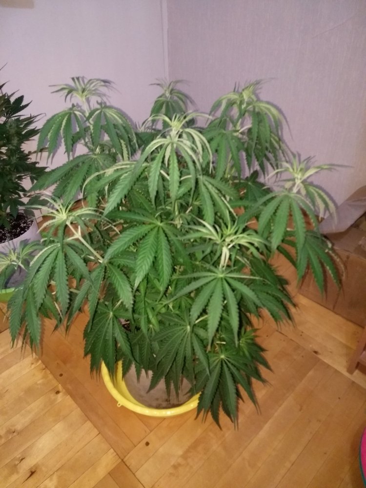 imgonline-com-ua-dexifJ8beTwYZF3sh.thumb.jpg.3ab3c36e392f1f155c7a64fc87ec2f1b.jpg