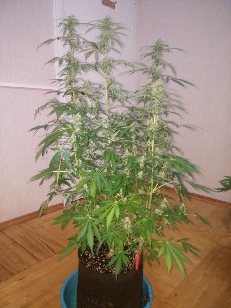 imgonline-com-ua-dexifNPfFGOh9KbJu.thumb.jpg.94385110a0965c3161368cd0ff0dad0d.jpg
