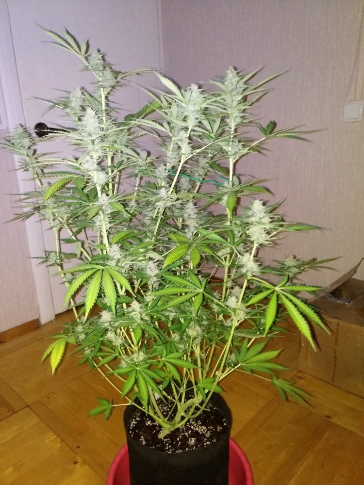 imgonline-com-ua-dexifYVCthL20JlfJ.thumb.jpg.ac40f9c42684c9f9e7d84a647d04db01.jpg