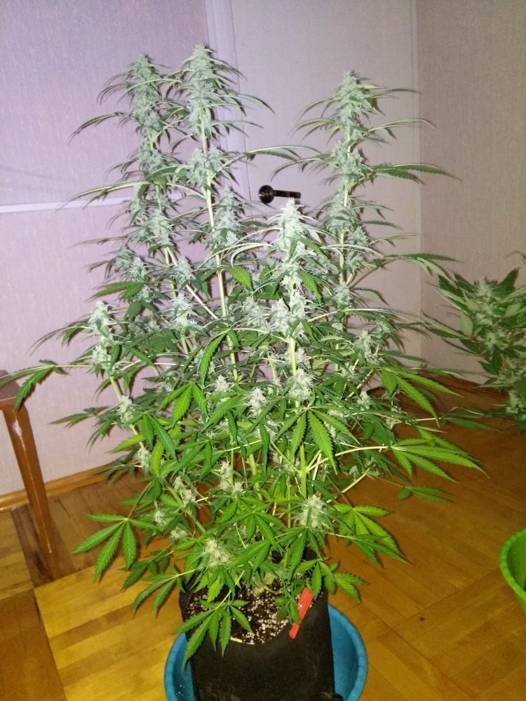 imgonline-com-ua-dexifaRE83c46fpmI.thumb.jpg.ecb6ebdd84289c252a0e457f0874019e.jpg