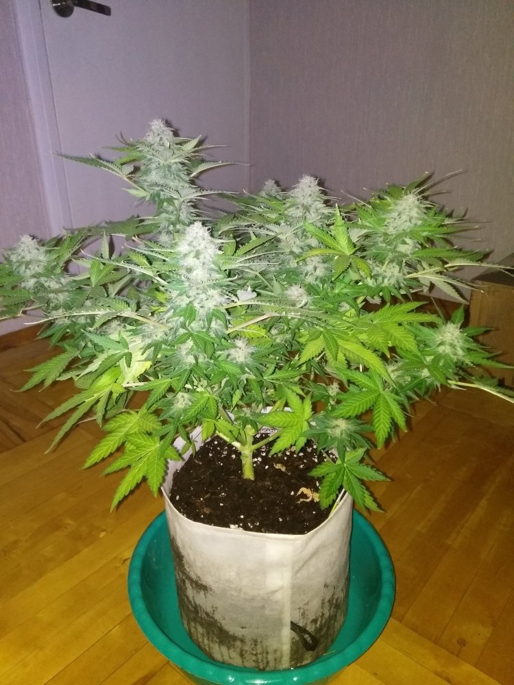 imgonline-com-ua-dexifsrIbYkkHcgVk.thumb.jpg.9afea5469f2609050675d96d9e08ce8f.jpg