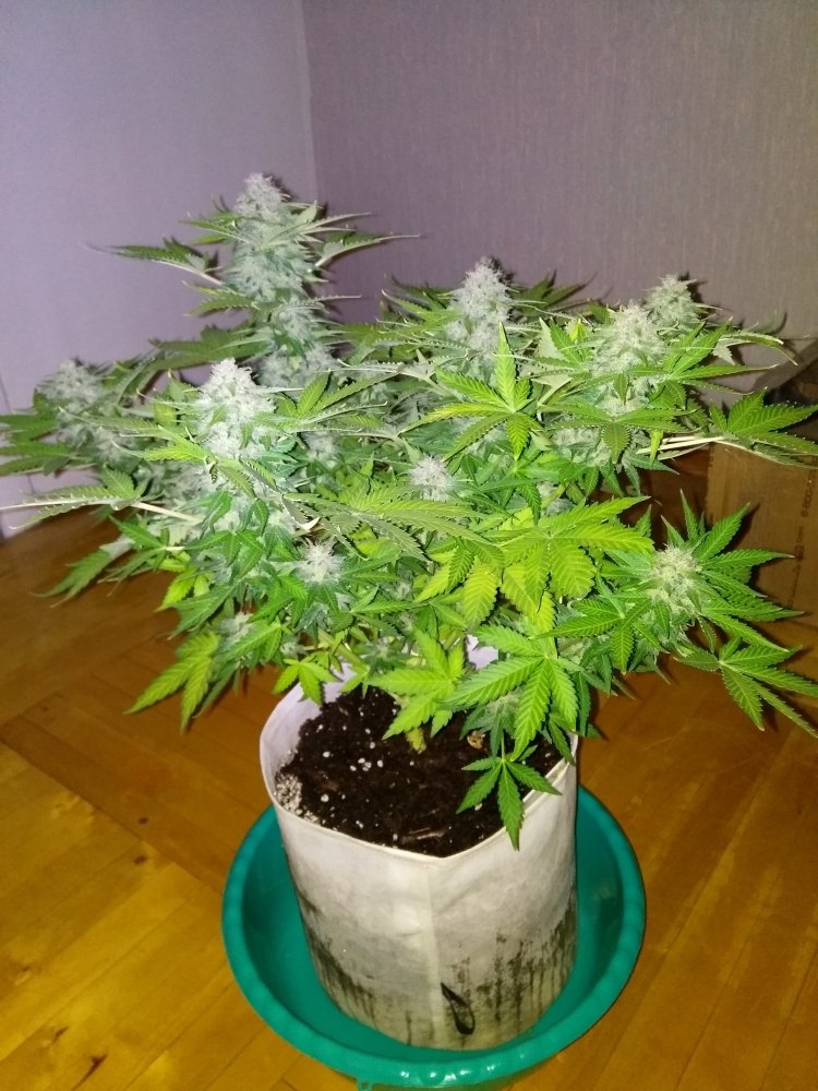 imgonline-com-ua-dexifyjwULOVGXJ08.thumb.jpg.ba89bc73abdc81a92531ee6b8fa41e6b.jpg