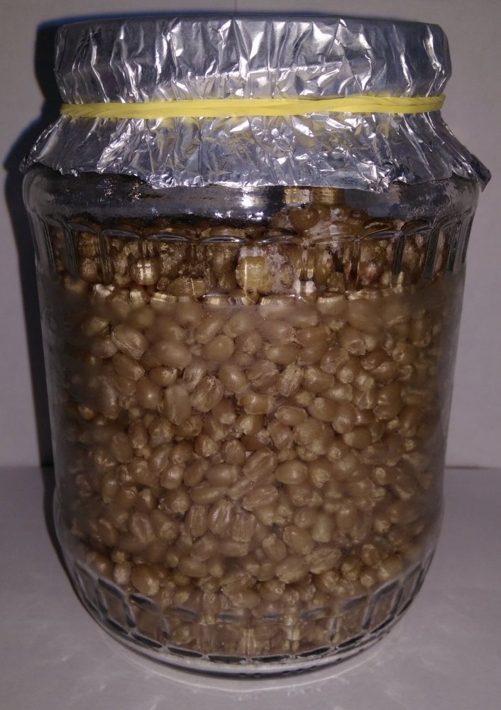 pic4.jpg