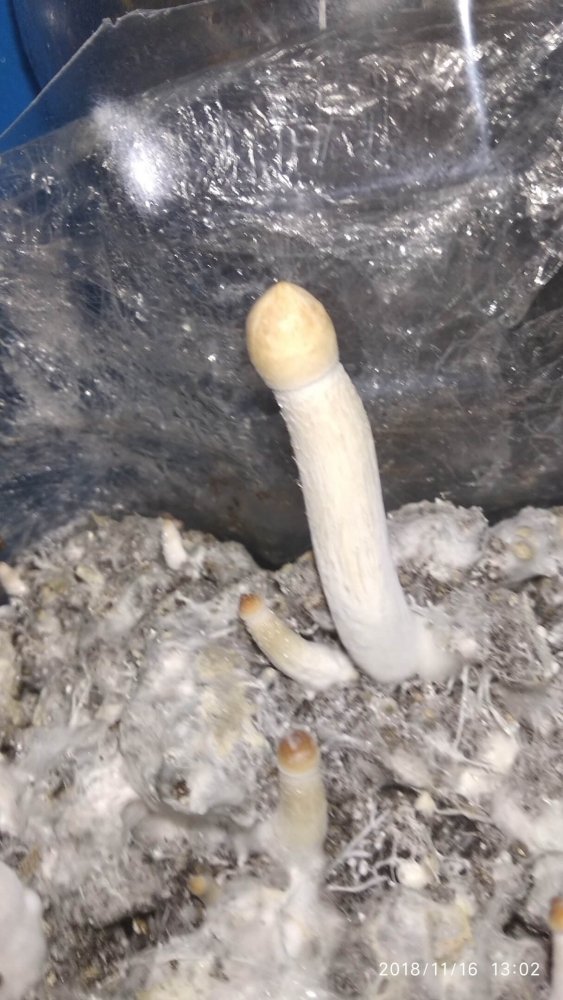 pwAliVQU1l4.thumb.jpg.81811629d95f76e74c8d4e4d0d45ee4d.jpg