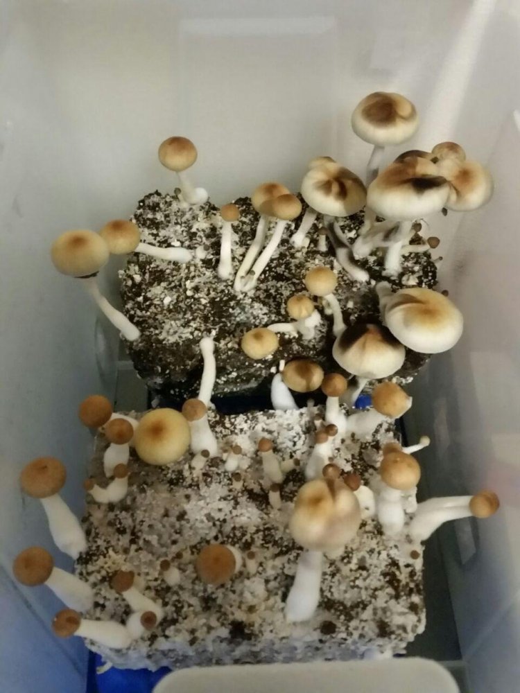 shroom.jpg