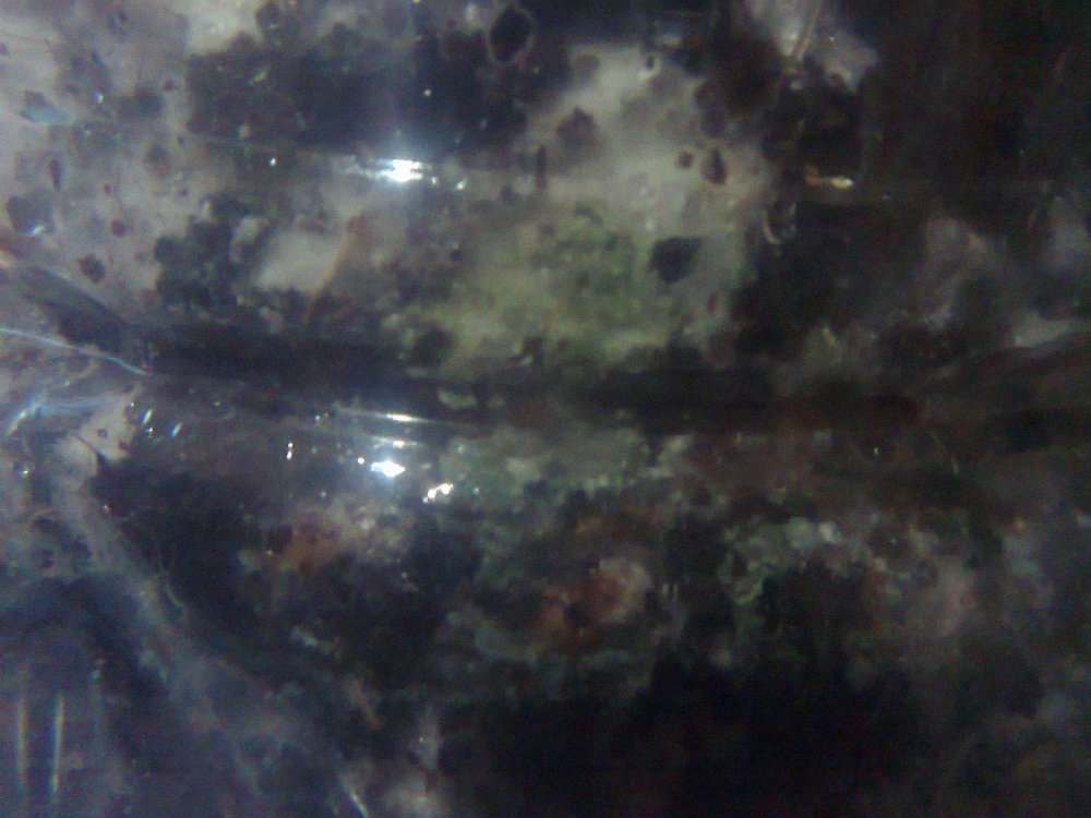 1117713910_0507.thumb.jpg.e8bd8a516159b3b124834ab14efcfd4b.jpg