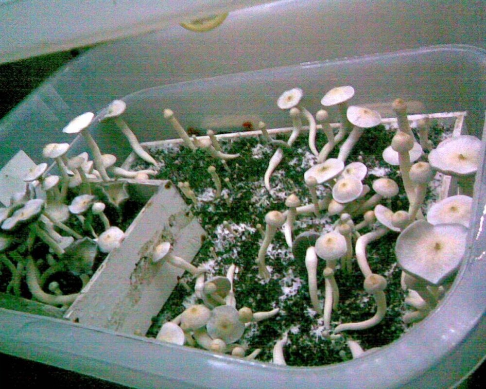 Ар001.jpg