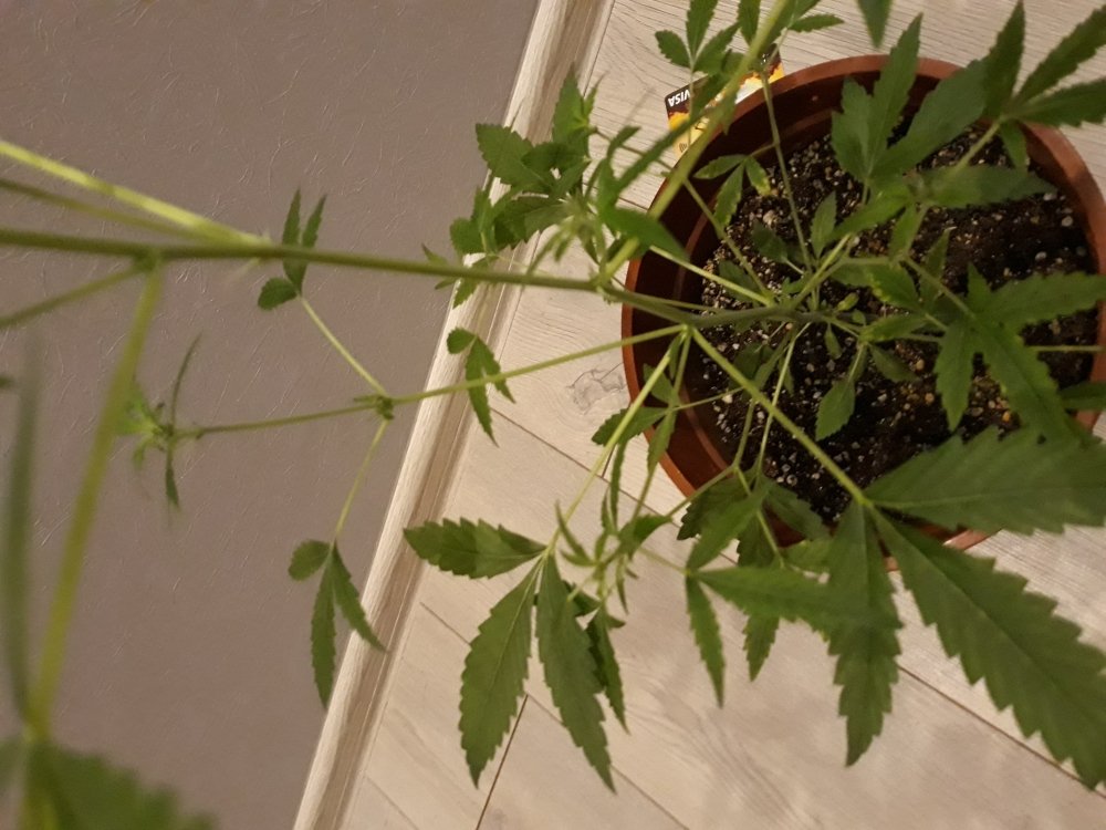 20181219_191108.jpg