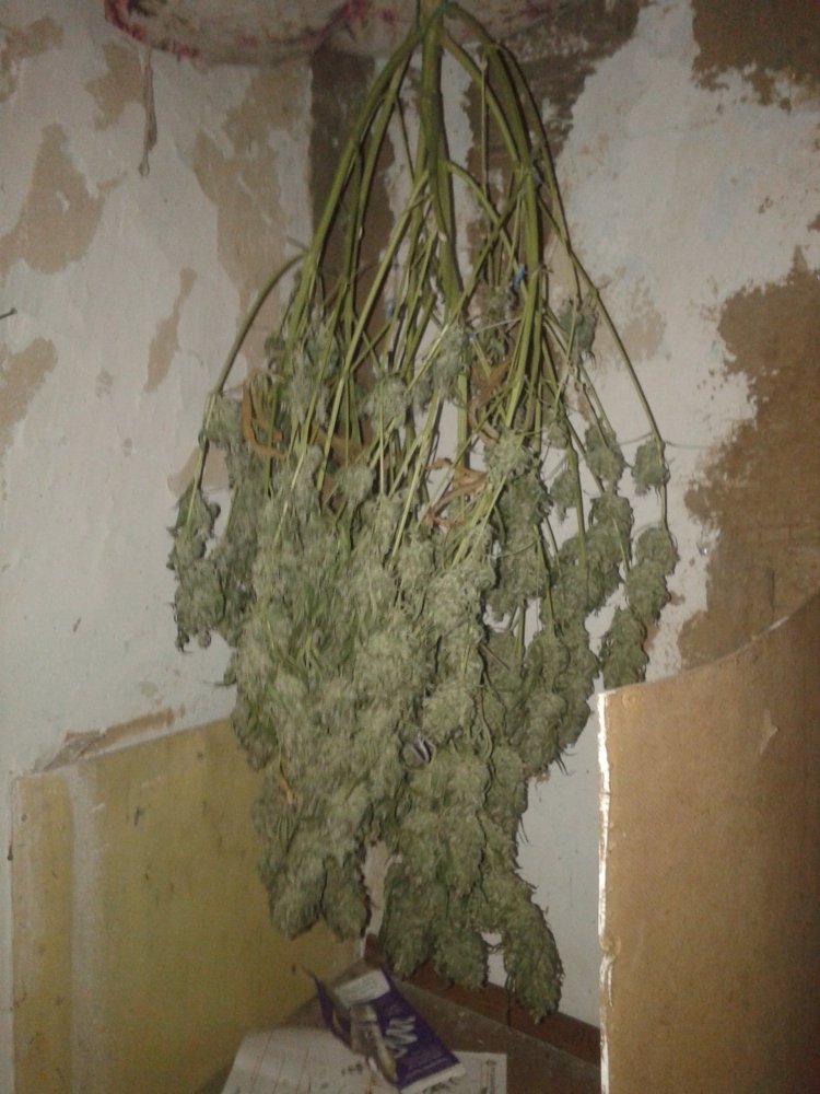 20181226_082715.thumb.jpg.3f486b992aa95cb065b1ceeea8d4e95c.jpg