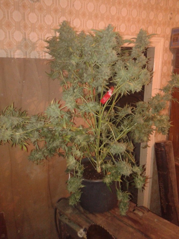 20181226_082854.thumb.jpg.ab05e70c4736650380b1051728a1579a.jpg