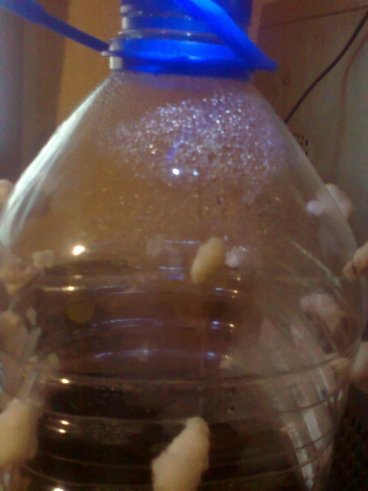 340696507_0517.thumb.jpg.f71e0d80fe6a15f3eedf7391ce63e5cb.jpg