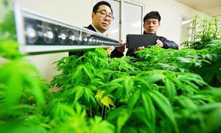 Конопля корея влияние марихуаны на метаболизм