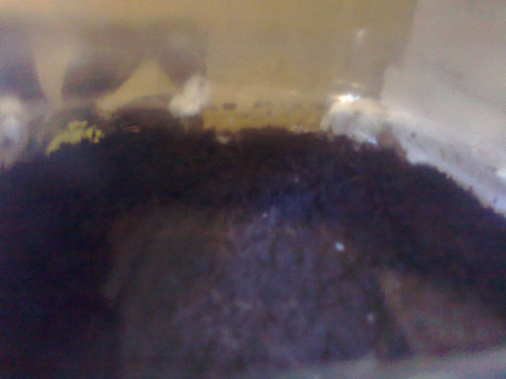 862667108_0515.thumb.jpg.e27ba0c802b3c4afacdcd58227376e66.jpg