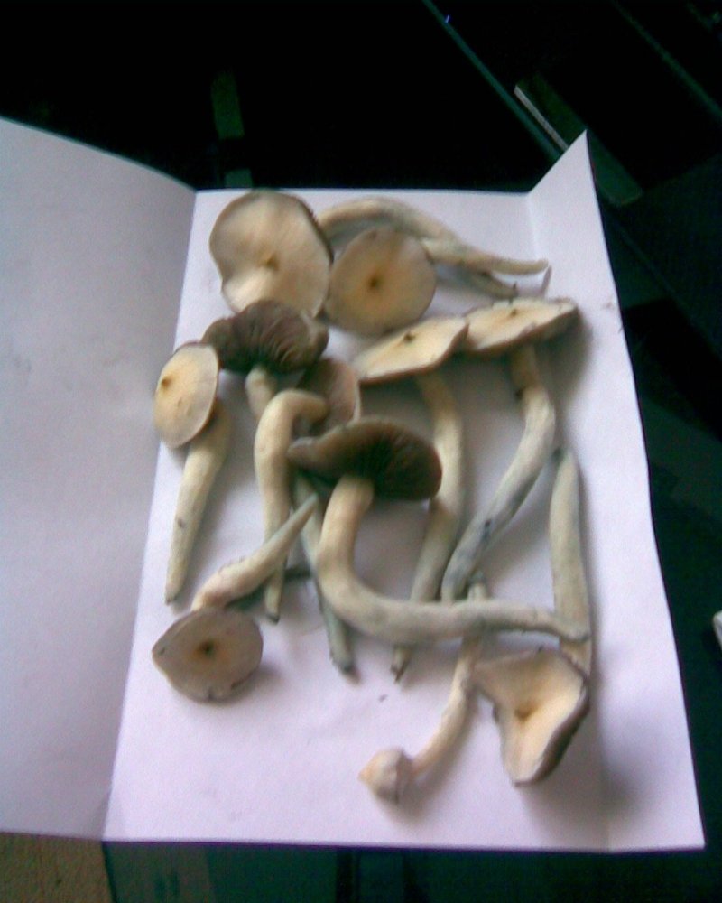 Ар001.jpg