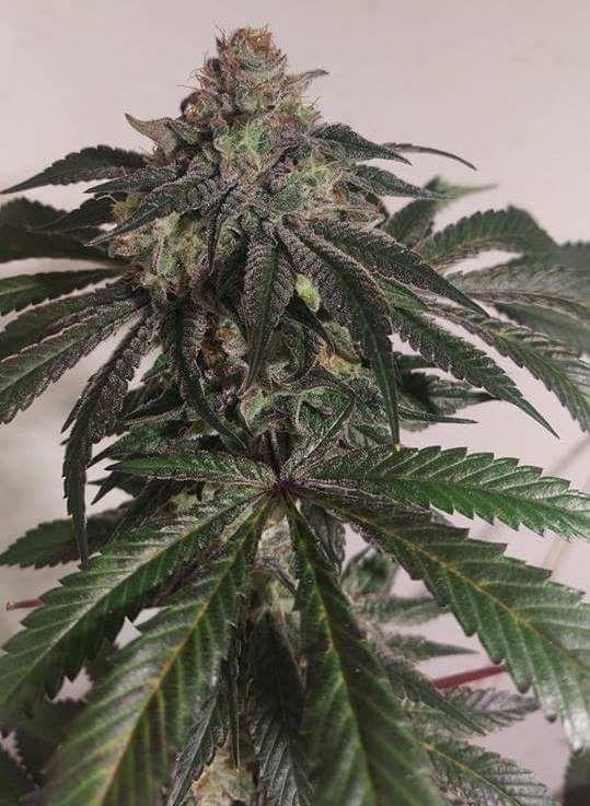 Betty-Boo-kush.thumb.jpg.ac011977fbc73eede367fd3bd8178a7c.jpg