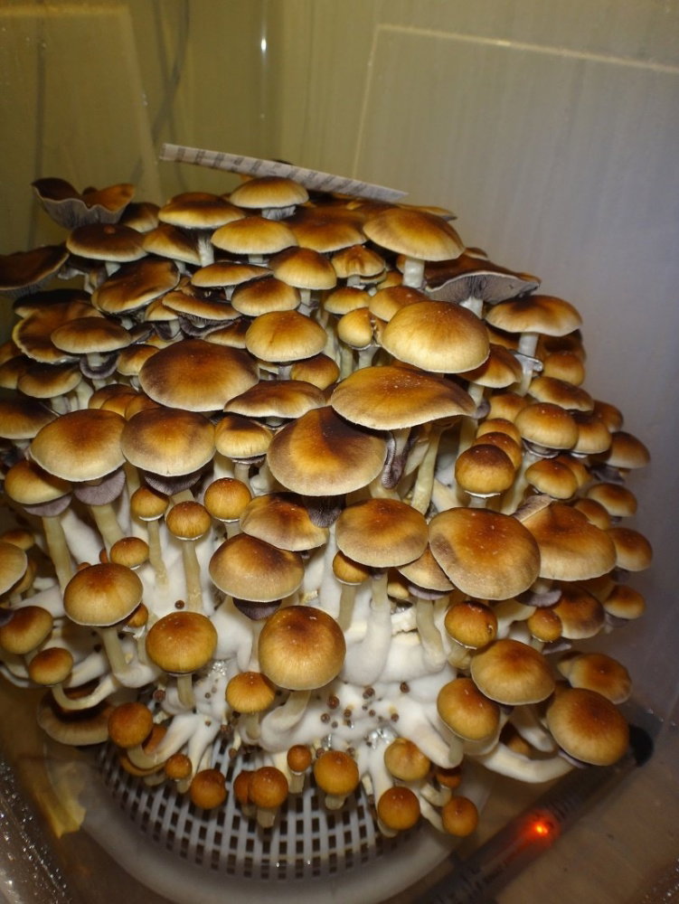 DSC04514.thumb.JPG.00a545bde8e89015a64cd93e62f23de2.JPG