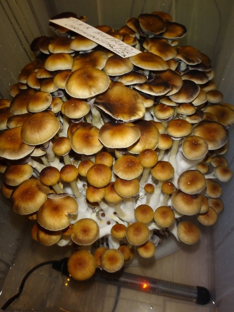 DSC04515.JPG