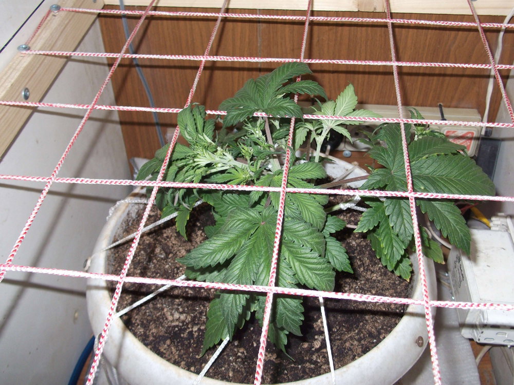 DSCF9348.JPG